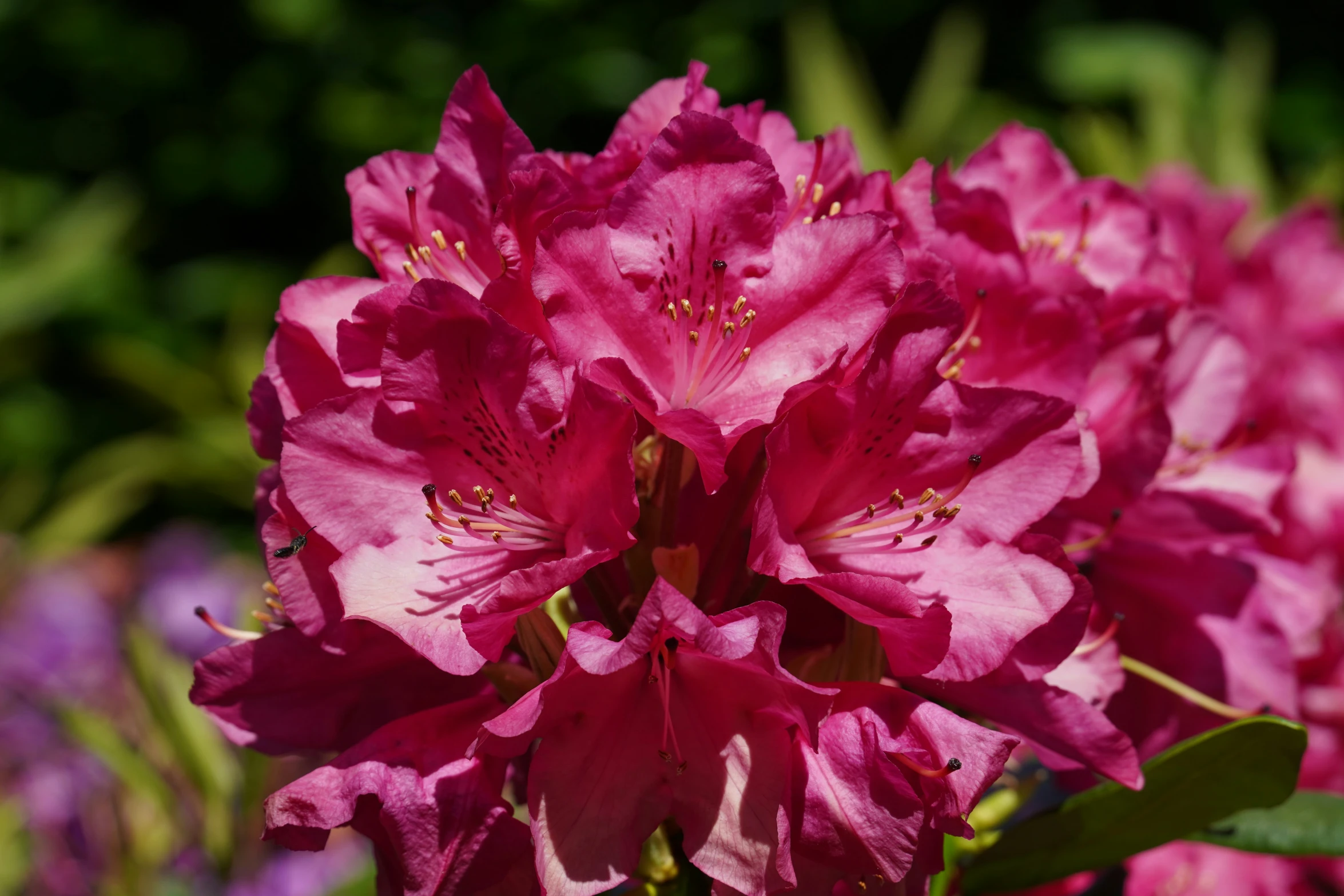 a closeup of some purple flowers in a garden