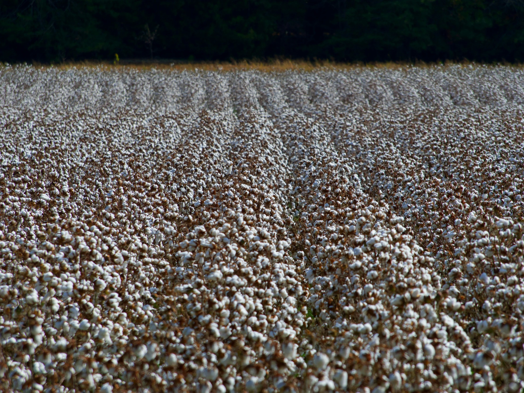 a field with white flowers that are in full bloom