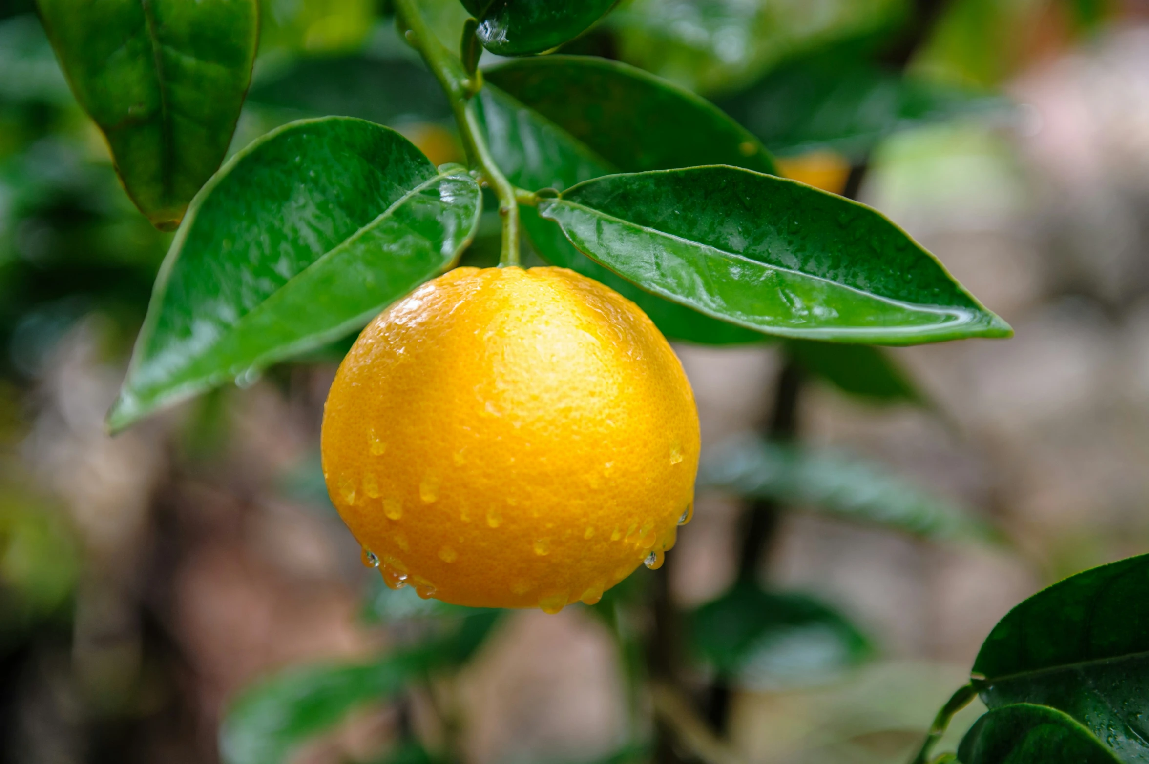 orange on the tree in rain - streaked light rain drops