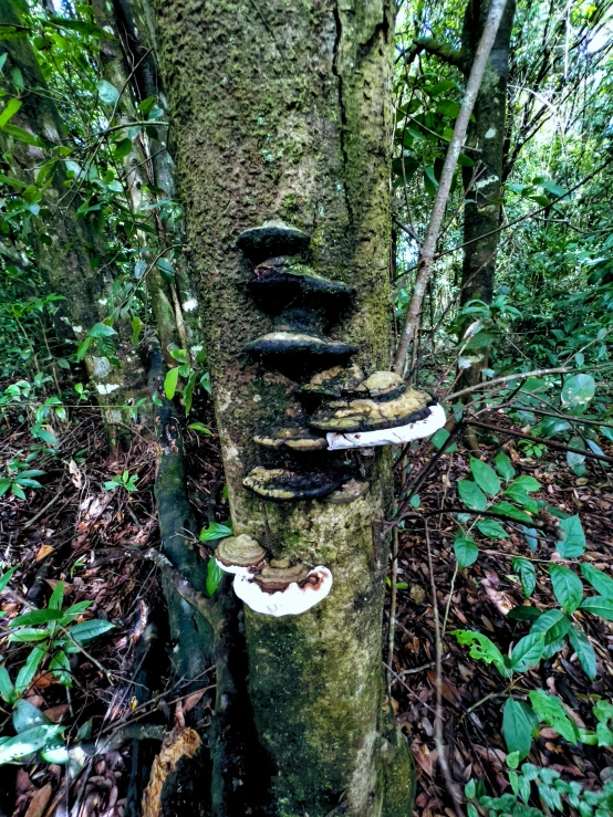 a tree with mushrooms growing on it is in a forest