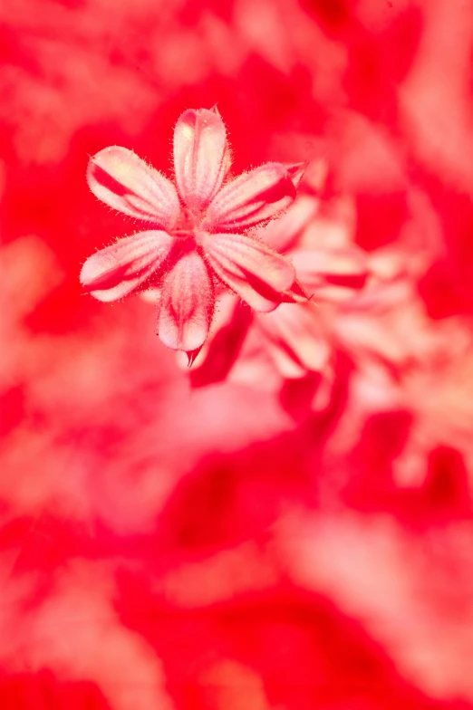 a little flower that is on the ground