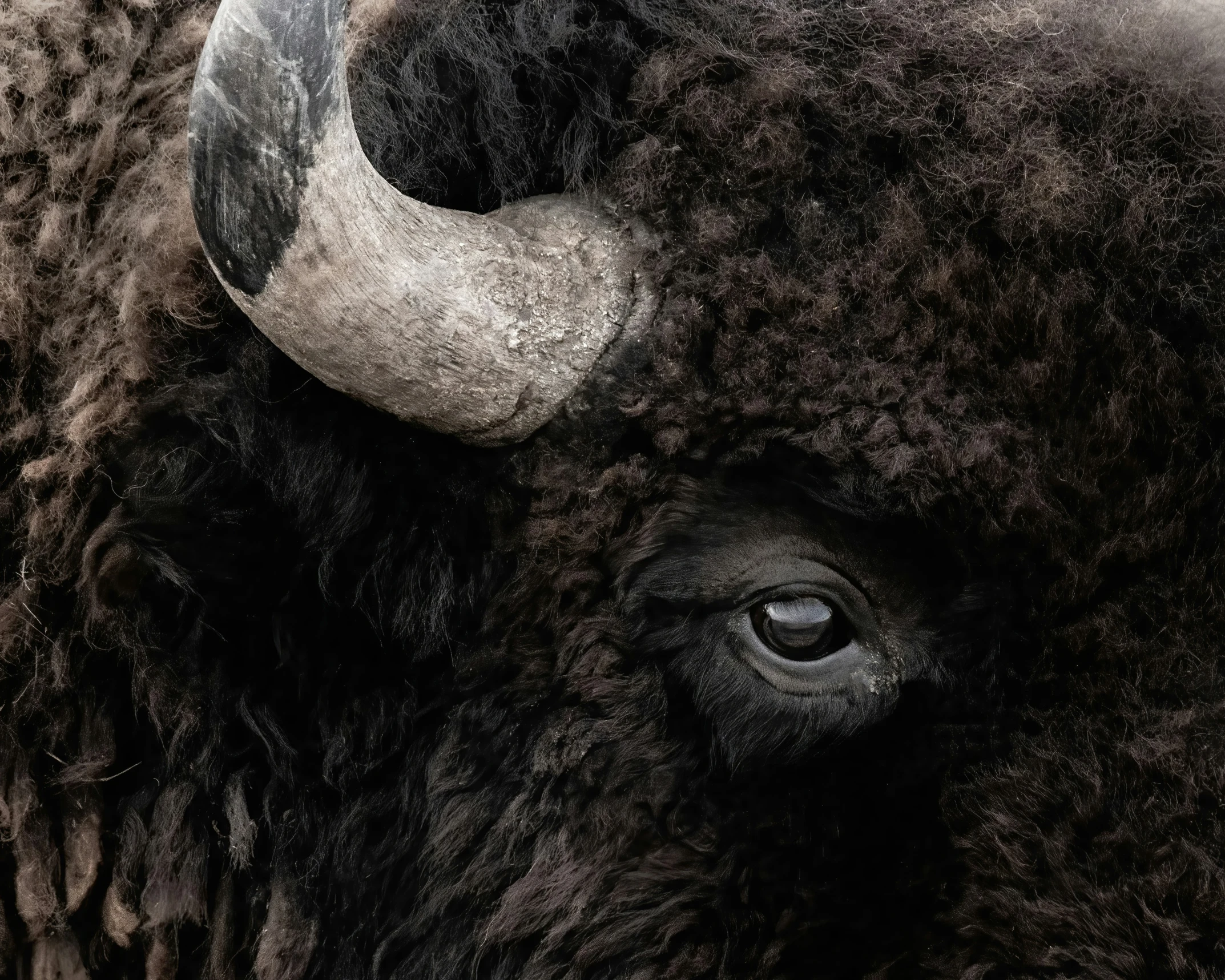 an animal with horns is seen here with a black background