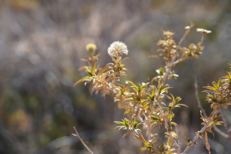 small plants in the forest covered with snow