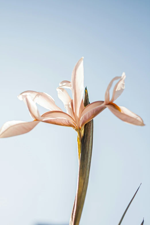 large, beautiful flower in bloom on a blue sky background