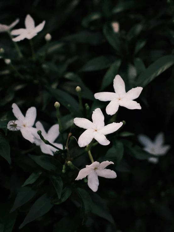 a white flower on top of some green leaves