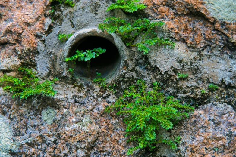 a stone with a hole and many plants growing out of it