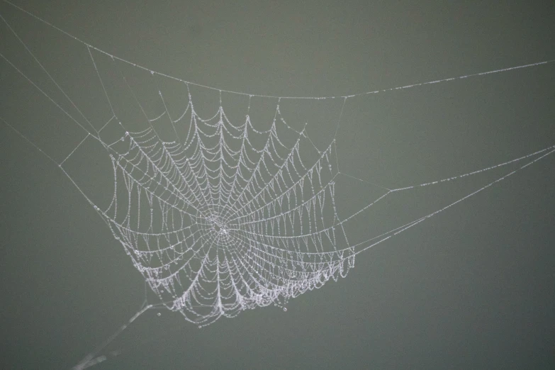 a web spider is hanging on the back of a net