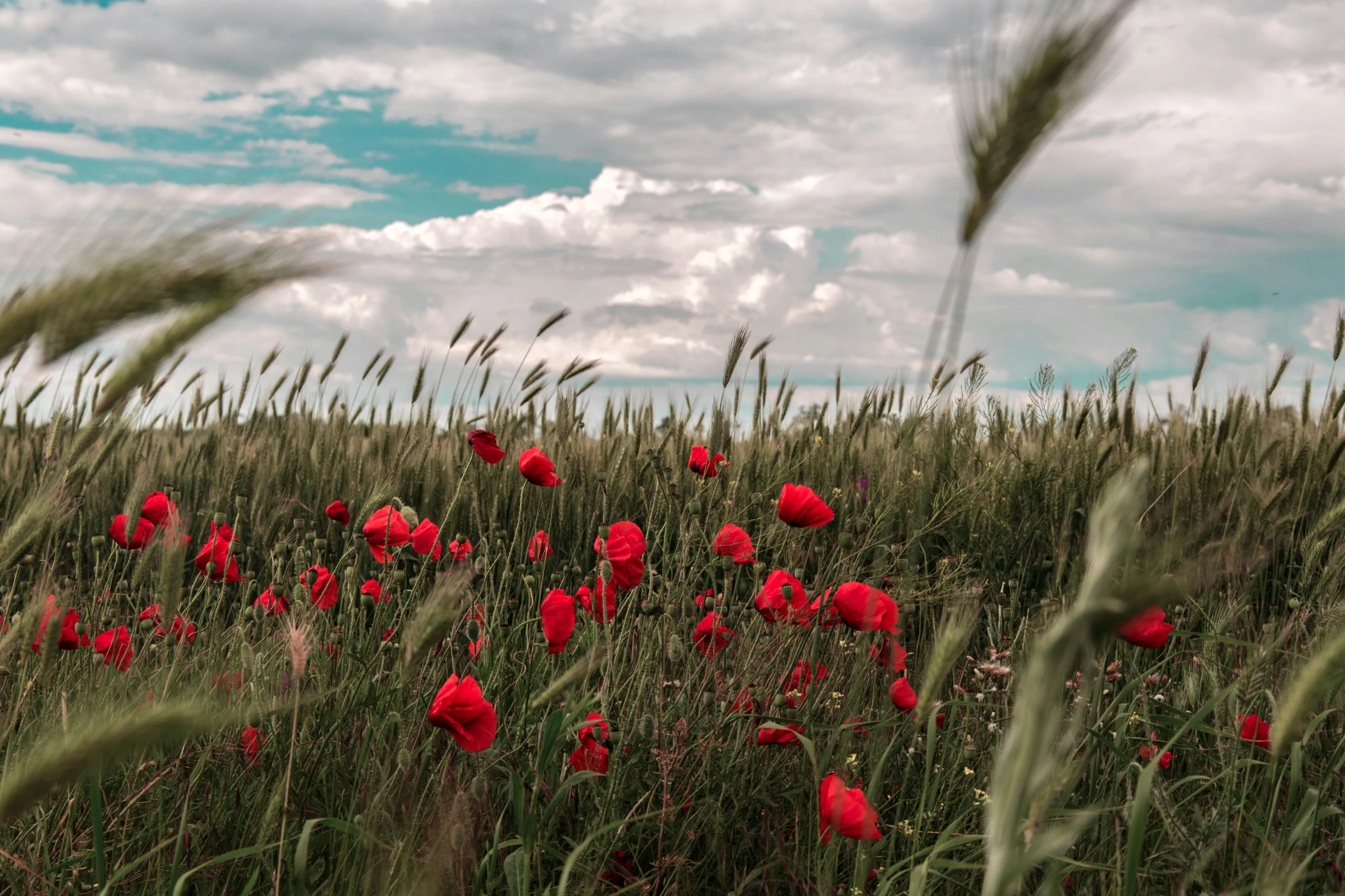 poppies blooming in the middle of an open field