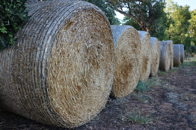 many bales lined up and sitting on the ground