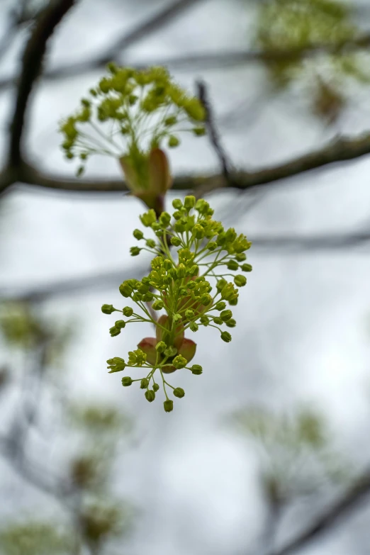 a tree with the leaves in bloom against a grey sky