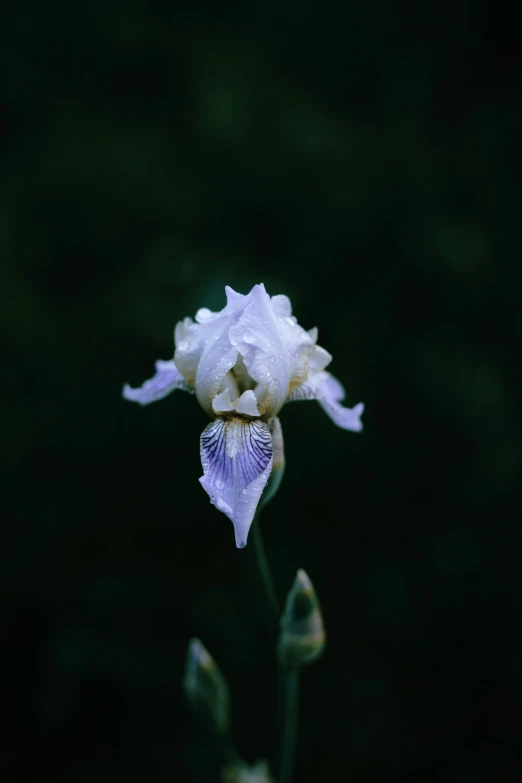 an iris flower blooming in the dark