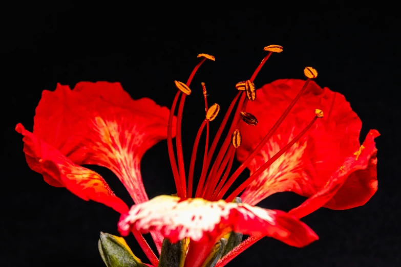 a closeup of the bright red flowers and dark background