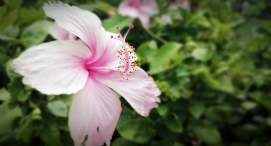 pink and white flower growing in the green