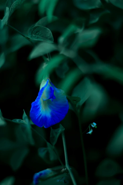 a very pretty blue flower surrounded by green leaves