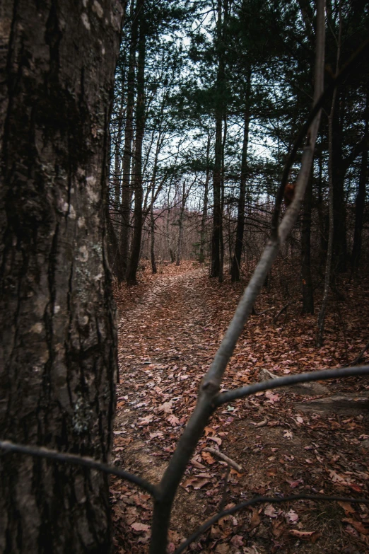 a road is in the woods surrounded by trees