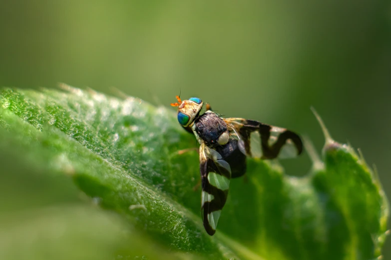 the fly is sitting on the green leaf