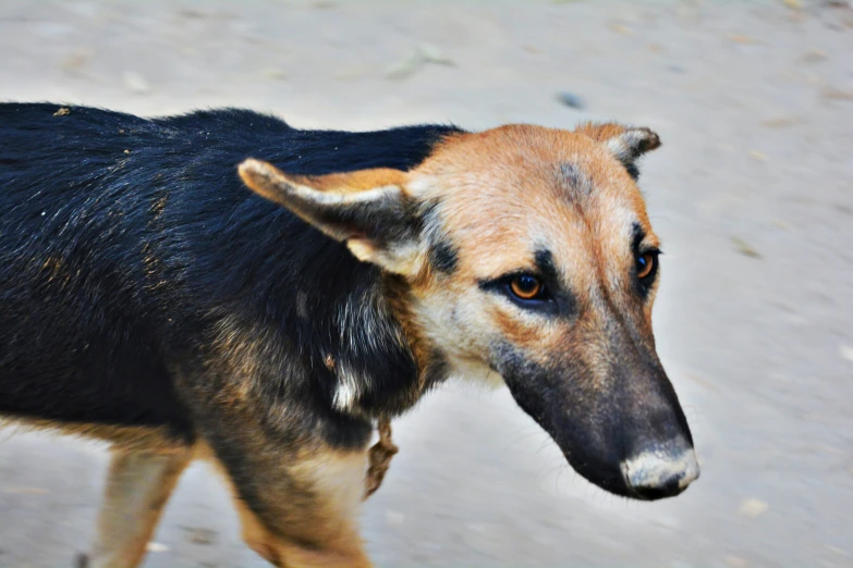 a dog with black and brown spots looking at soing