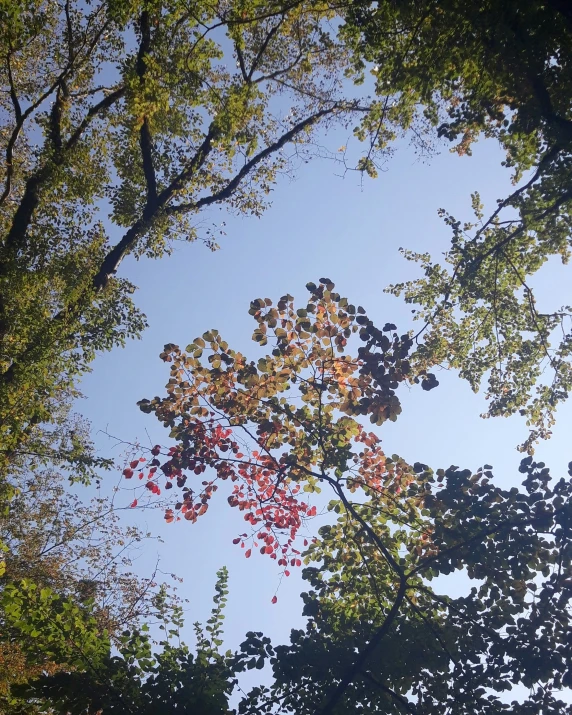 colorful leaves in a forested area under blue sky