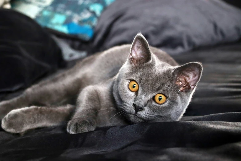 a grey cat with yellow eyes laying on a black sheet