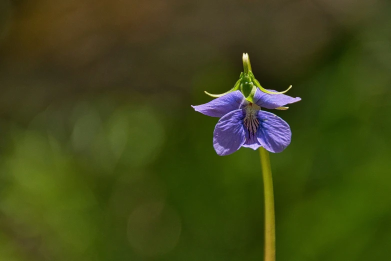 a small flower with a large purple flower head on a thin stem