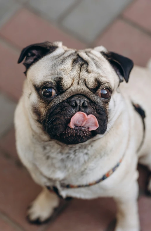 a small pug panting at the camera