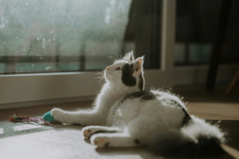 the small cat is playing with the toy on the floor