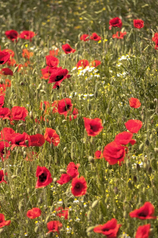 a large field full of red flowers with yellow and white flowers