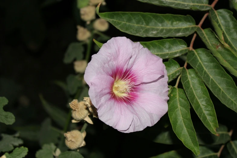a flower with large petals sitting in a bush