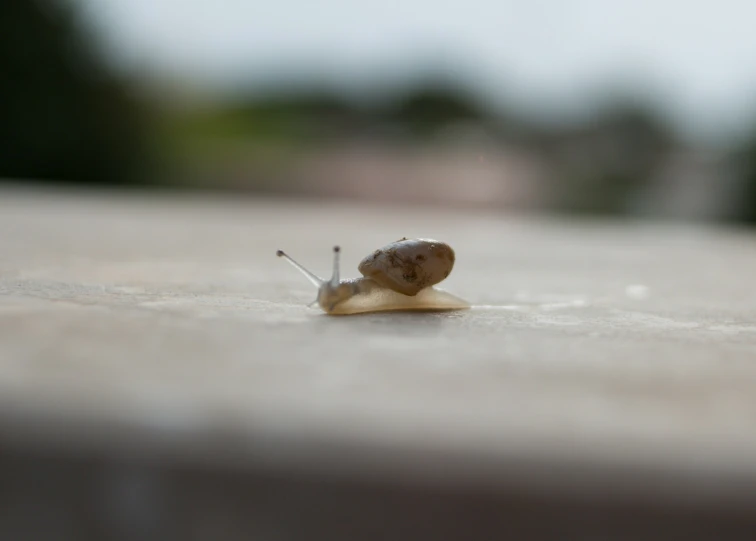 the snail is crawling on the ground in front of the camera