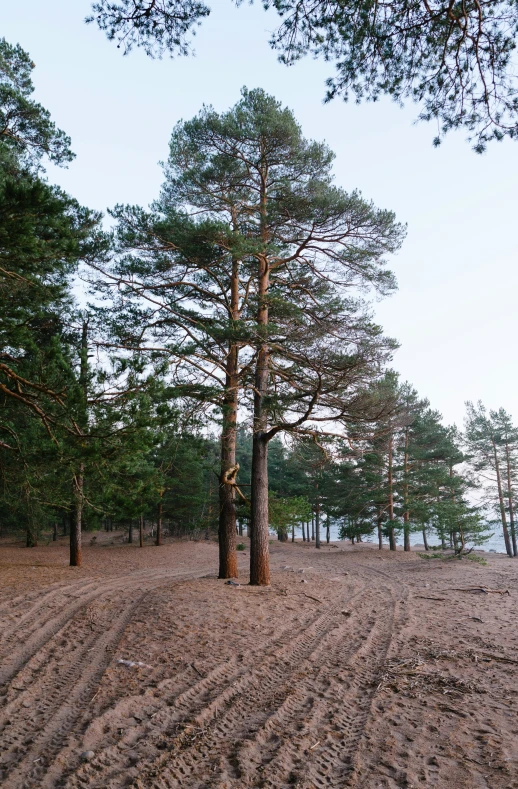 a group of trees and dirt in the woods