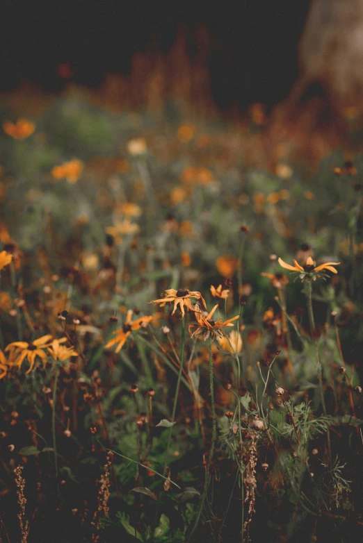 a bunch of yellow flowers on some grass