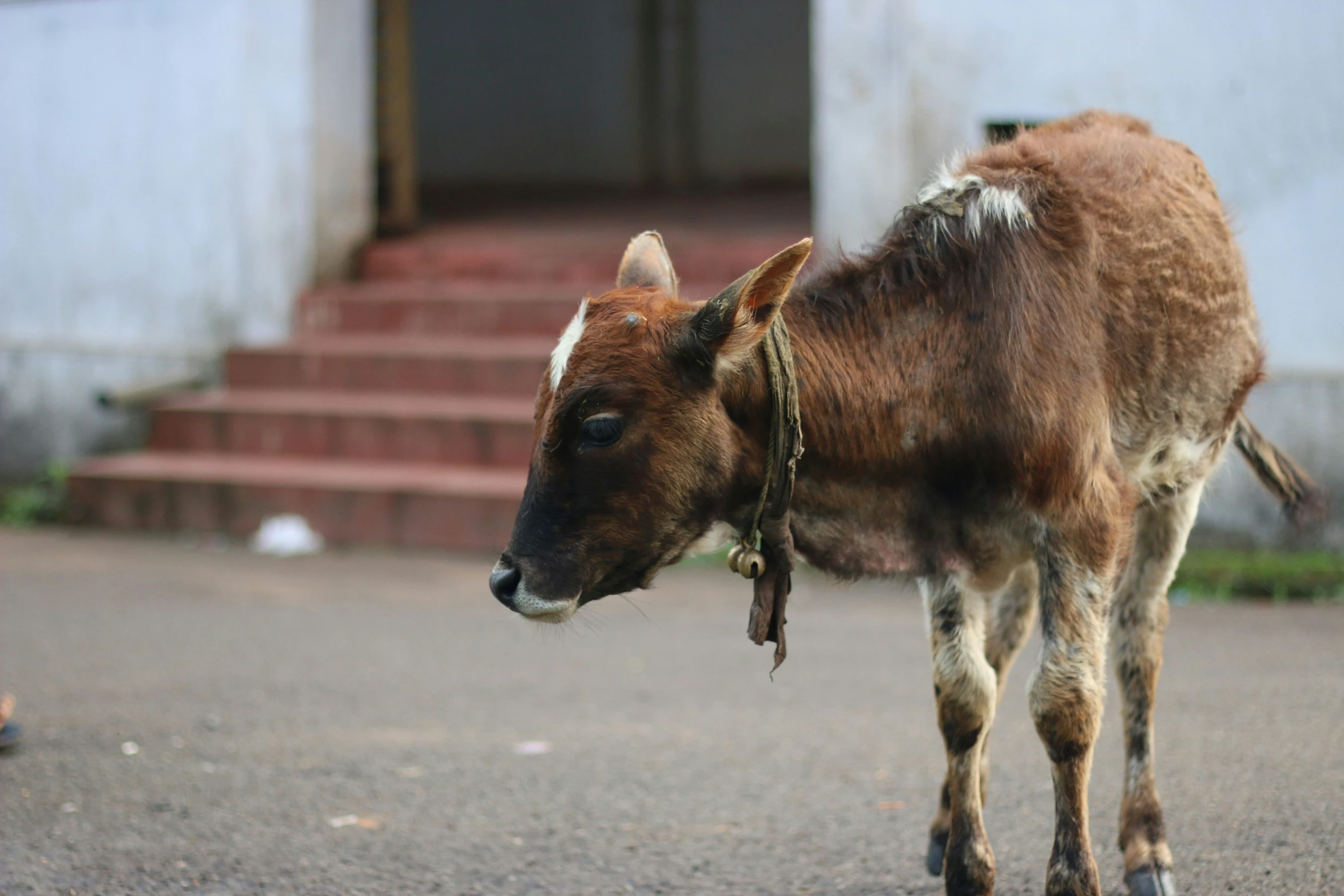 a little brown cow on the road near a staircase