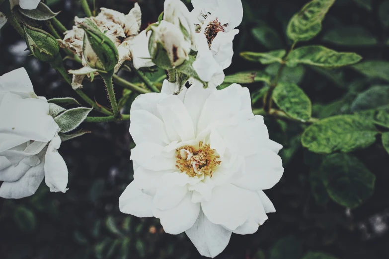 some white flowers with leaves growing behind them