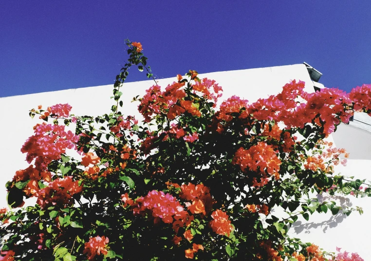 some pink flowers near a white building