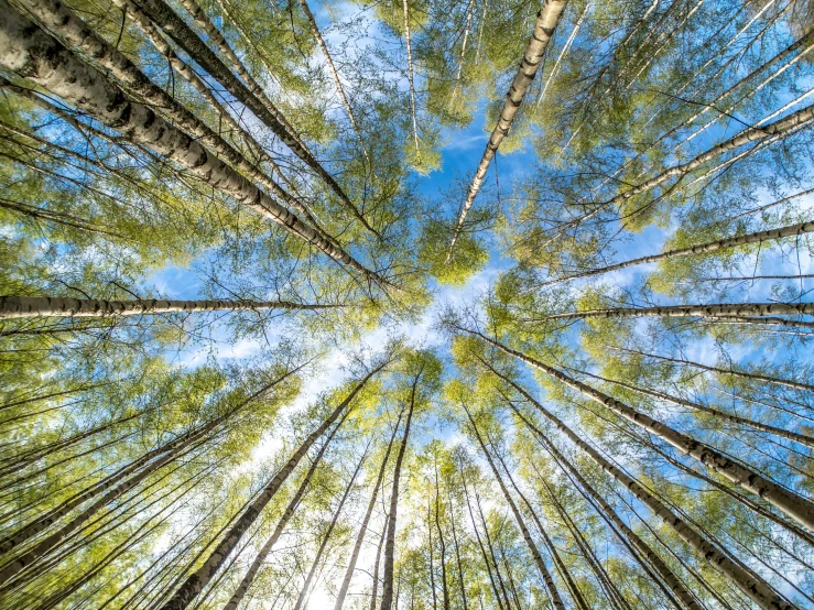 a wide s of the top of many trees