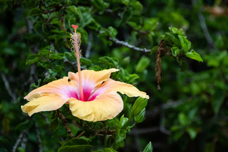 a yellow flower with red centre and green leaves