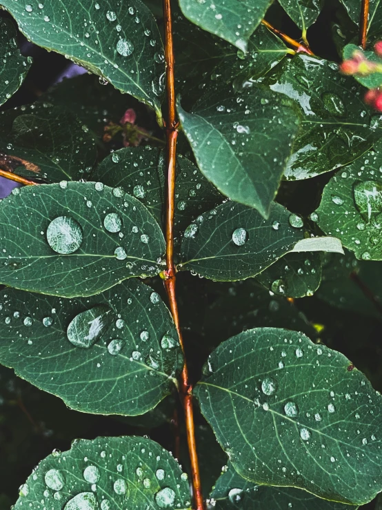 a close up of some green leaves with drops of water