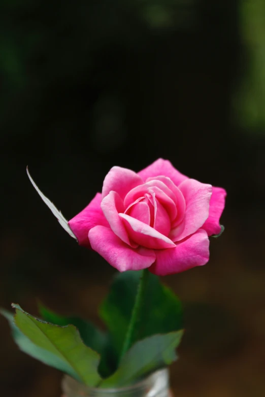 a single pink rose in a clear vase