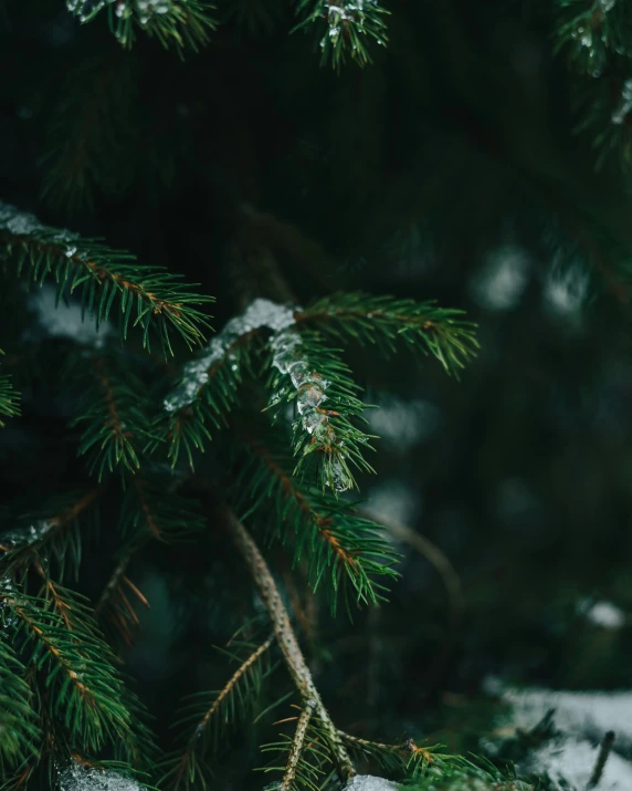 the nches of pine trees with snow in the background