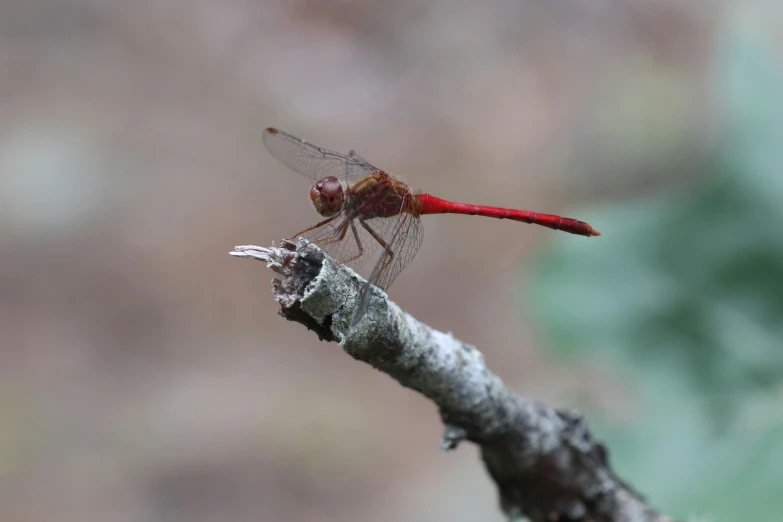 an extreme close - up image of a red dragonfly resting on a nch