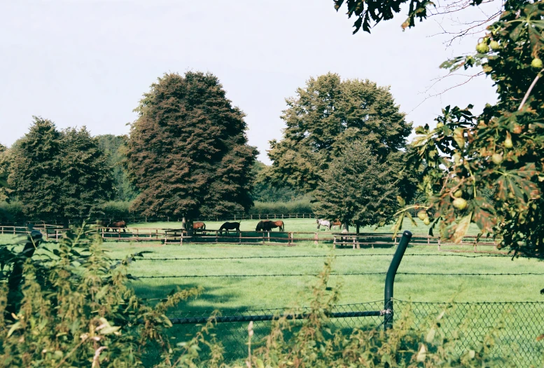 three horses in a field of grass with trees behind