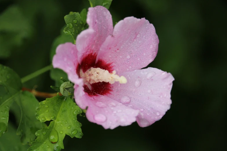 a closeup of a flower on some leaves