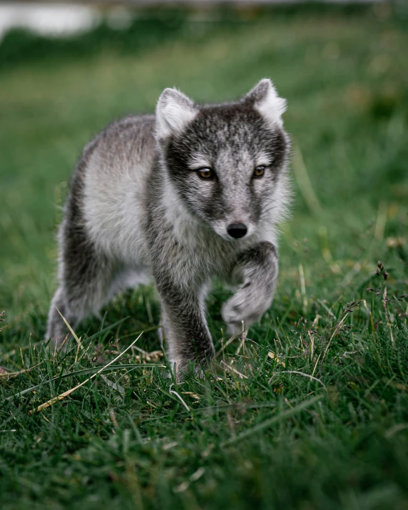 a grey wolf cub stands on the grass