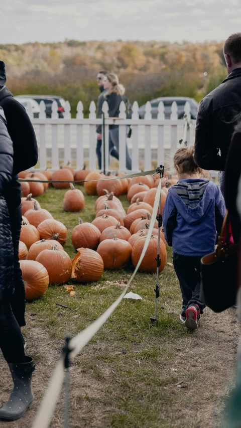 a little girl walking around pumpkins at a pumpkin festival