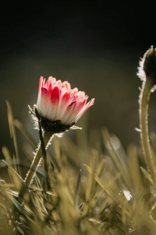 an orange and white flower that is growing on some grass