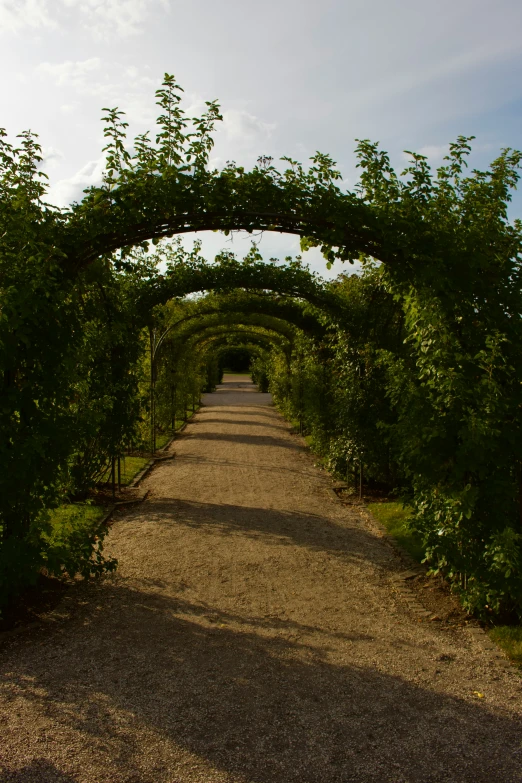 the archway is covered with leaves and nches