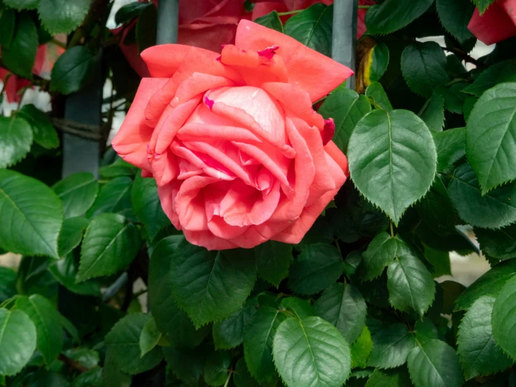 this rose is just blooming on the tree