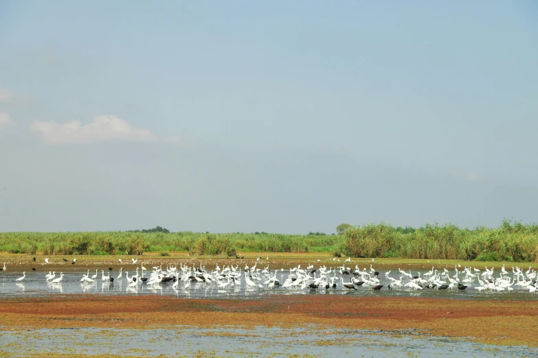 a group of birds sitting around in the water