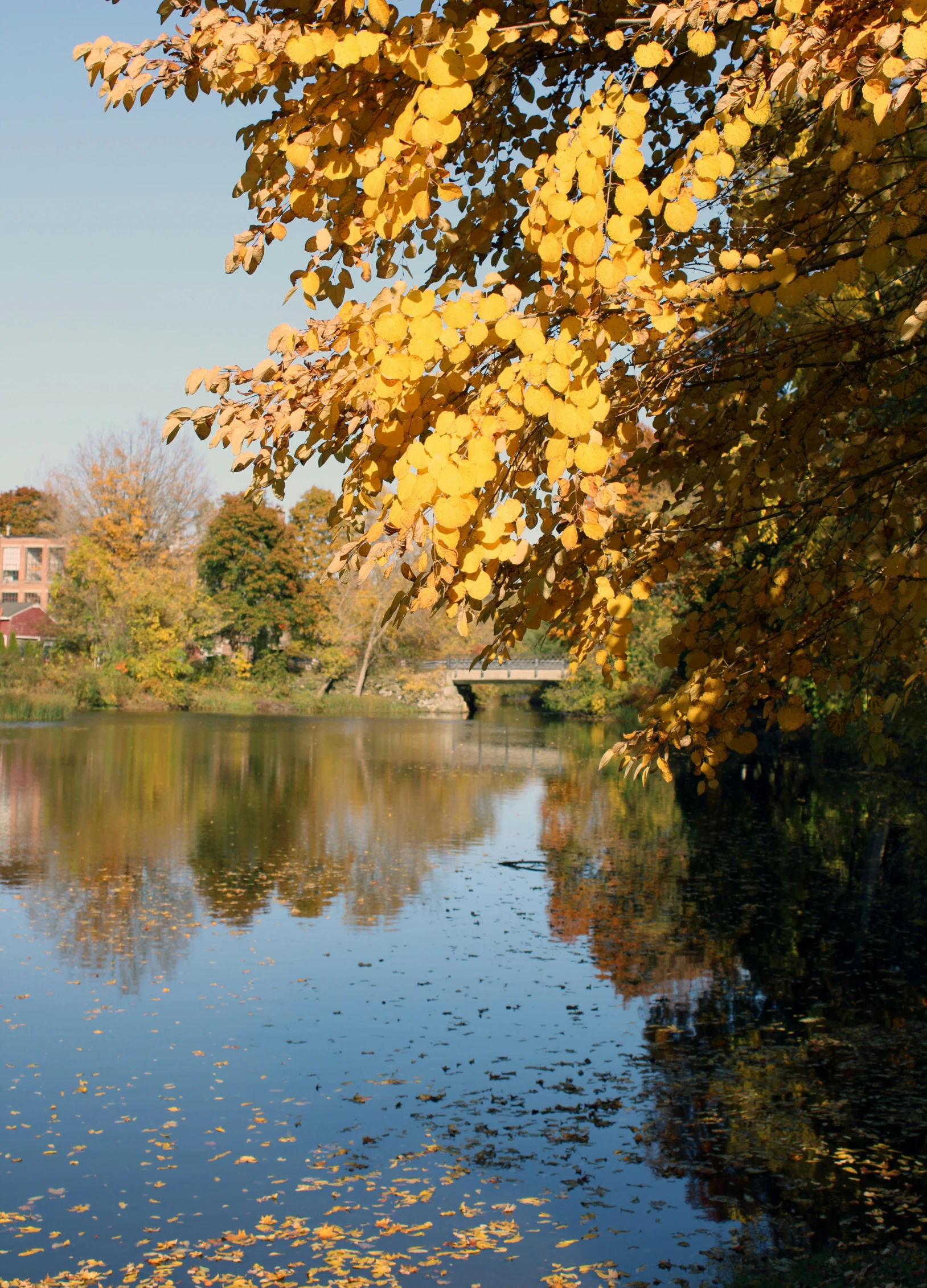 a lake with trees lining it near a house