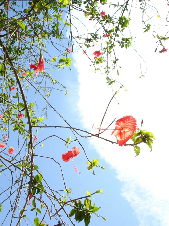 a flower hanging off of a tree next to leaves